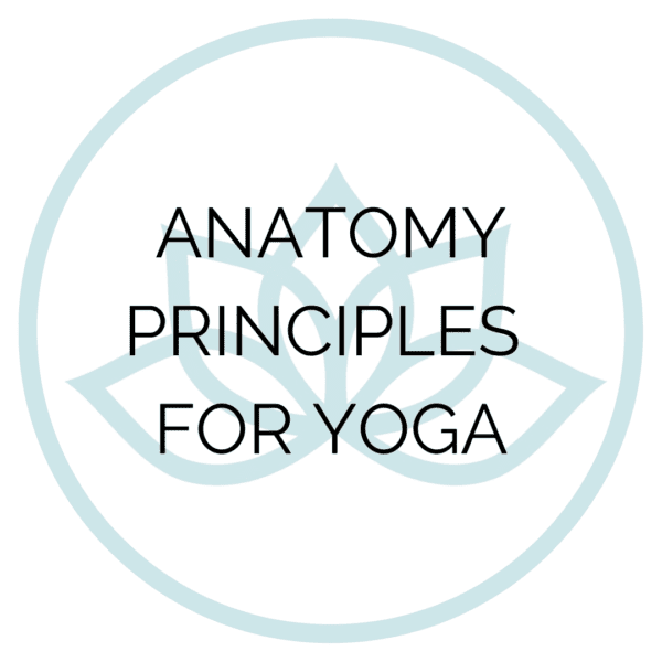 anatomy principles for yoga
